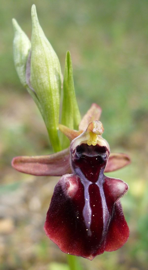 Ophrys mammosa var sphegodes della Grecia